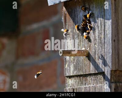Tree bumblebees (Bombus hypnorum) flying to and from their colony in a bird nest box they have taken over on a house wall,  Wiltshire, UK, June. Stock Photo