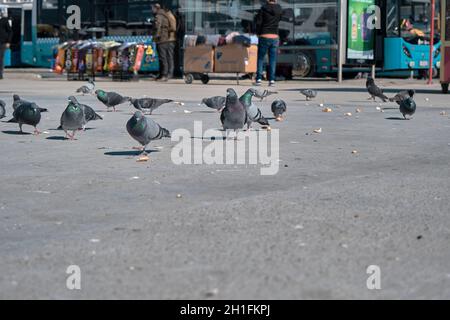 Groups of doves and pigeons on concrete ground. Stock Photo