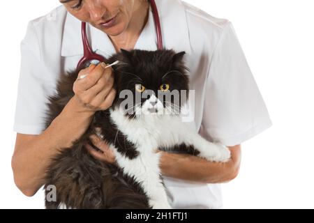 Veterinary conducting an ear cleaning a cat in clinic Stock Photo