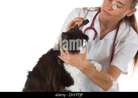 Veterinary conducting a review of ears of a cat in clinic Stock Photo