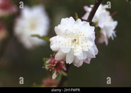 Dwarf Flowering Cherry(Dwarf Flowering Almond),beautiful white with pink flowers blooming in the garden in spring Stock Photo