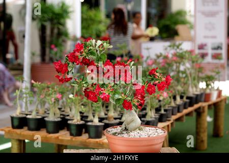 salvador, bahia / brazil - march 16, 2017: View of desert roses on display at Paseo Mall in Salvador city. Adenium obesum plants are native to the Sah Stock Photo