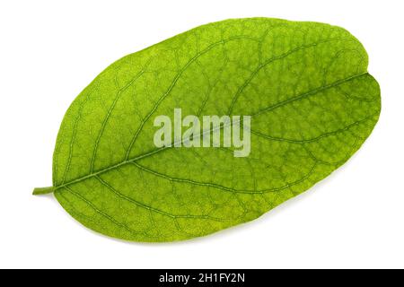 Black locust leaf isolated on white background Stock Photo