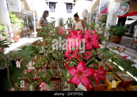 salvador, bahia / brazil - march 16, 2017: View of desert roses on display at Paseo Mall in Salvador city. Adenium obesum plants are native to the Sah Stock Photo