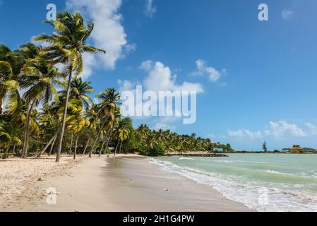 Le Gosier, Guadeloupe - December 20, 2016: Paradise tropical beach and palm trees, the Gosier in Guadeloupe island, Caribbean. Travel, Tourism and Vac Stock Photo