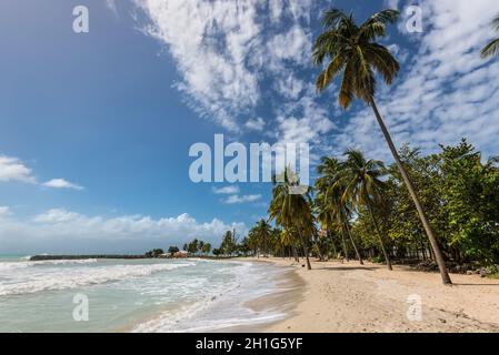 Le Gosier, Guadeloupe - December 20, 2016: Paradise beach and palm trees near Le Gosier in Guadeloupe, an overseas region of France, Lesser Antilles, Stock Photo