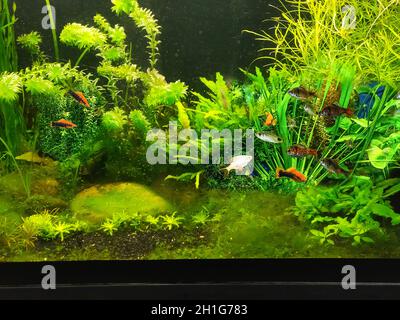 The close up of aquarium tank full of fish Stock Photo