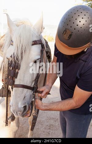 An unrecognizable Caucasian man in a helmet is adjusting the reins of his white horse. Stock Photo