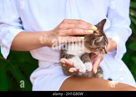 girl hold, pat and stroke a kitten in her arms on white shirt background. little cat sits on woman's palms Stock Photo