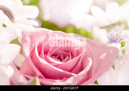 Abstract soft sweet pink flower background from rose and daisy flowers Stock Photo