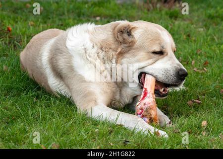 Central Asian Shepherd Dog alabai laying eating big bone on meadow summer time Stock Photo