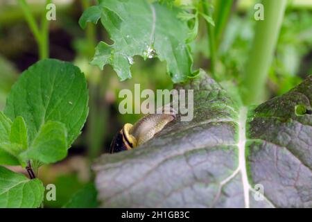 snail eating lettuce in the vegetable garden Stock Photo