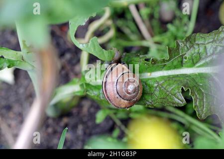 snail eating lettuce in the vegetable garden Stock Photo