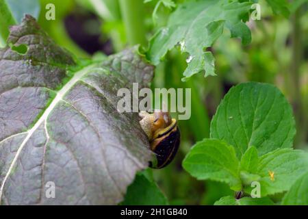 snail eating lettuce in the vegetable garden Stock Photo
