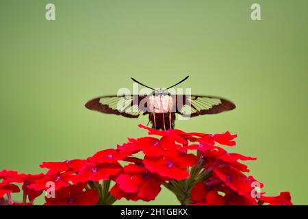 Hummingbird Clearwing Moth Front View Stock Photo