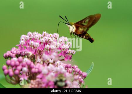 Hummingbird Clearwing Moth Side View Stock Photo