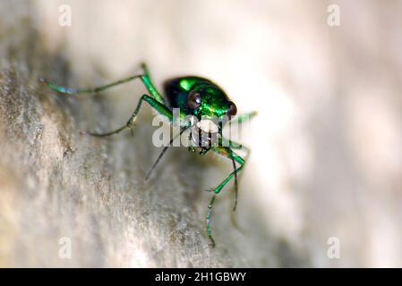 Six Spotted Green Tiger Beetle Isolated Close up