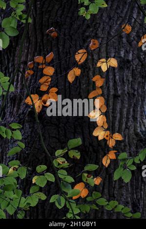 Signs of autumn start to colour the leaves  on a Beech tree in a Worcestershire wood, UK. Stock Photo