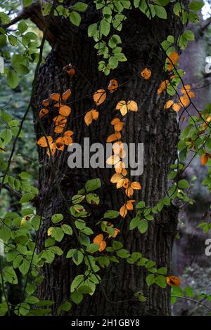 Signs of autumn start to colour the leaves  on a Beech tree in a Worcestershire wood, UK. Stock Photo