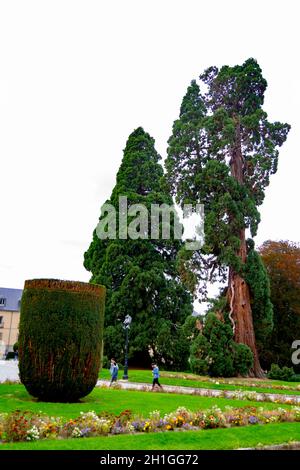 The giant sequoias (Sequoiadendrum Giganteum), two gigantic trees over 40 meters high planted between 1853 and 1877 in the gardens of Segovia Stock Photo