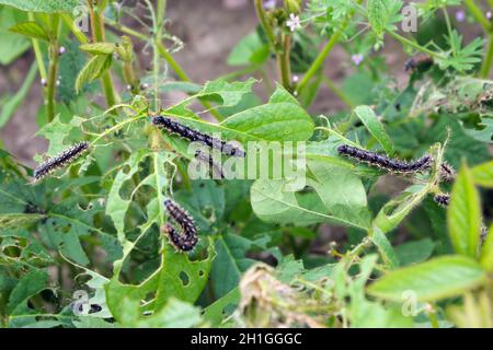 Soybean plants damaged by caterpillars of painted lady (Vanessa cardui). It is migrating butterfly species whose larvae can damage many types of crops Stock Photo