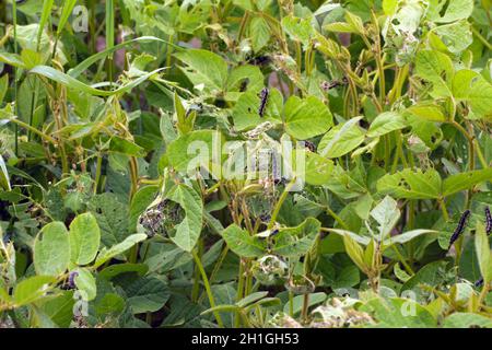 Soybean plants damaged by caterpillars of painted lady (Vanessa cardui). It is migrating butterfly species whose larvae can damage many types of crops Stock Photo