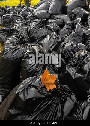 Lots of Black Trash Bags with Autumn Leaves in Them Around a Tree