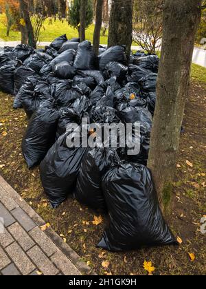 Lots of Black Trash Bags with Autumn Leaves in Them Around a Tree