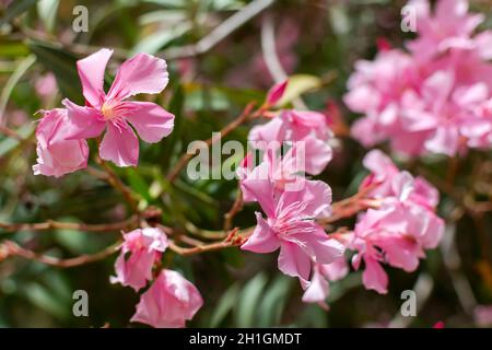 Vibrant pink Nerium oleander flower against natural green background. Romance flower card. Bright natural background. Stock Photo