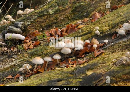 Porcelain fungus ,Oudemansiella mucida, growing on a dead tree trunk,with Yellow Jelly Antler fungi and bracket fungi .Stourhead, Wiltshire,UK Stock Photo