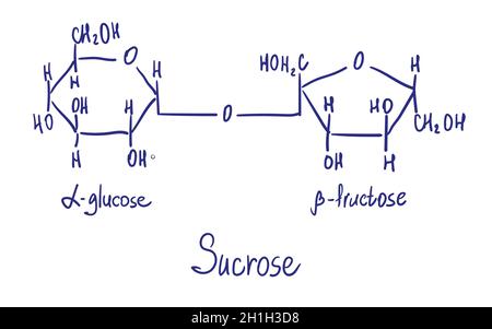 Sucrose chemical structure. Vector illustration Hand drawn. Stock Vector