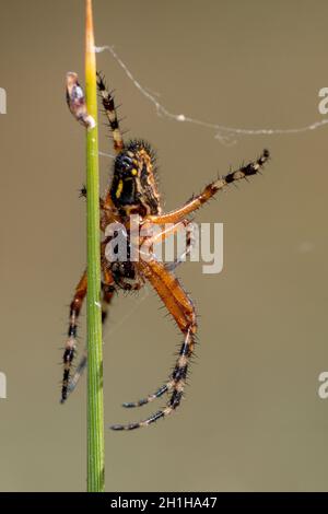 Spider on natural background - Aculepeira ceropegia - Weaver spider. Stock Photo