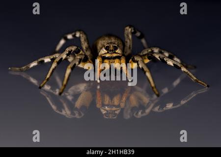Lycosa Hispanica. Family Lycosidae. wolf spider isolated on a natural background Stock Photo