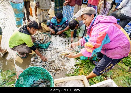 Chittagong, Bangladesh, December 23, 2017: Fishermen are sorting through freshly caught shrimp at the fish market in Chittagong Stock Photo