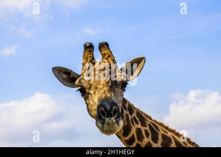 head of a giraffe on blue sky with white clouds background close up Stock Photo