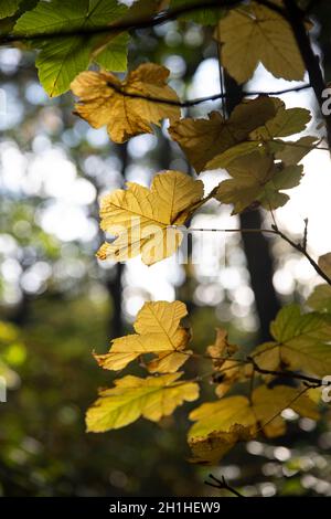 Close-up of yellow leaves in a forest in autumn Stock Photo