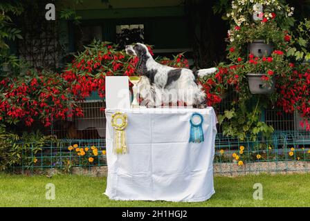 outdoor portrait of english cocker spaniel in exhibition pose, european champion with cups and medals on breeding station Stock Photo