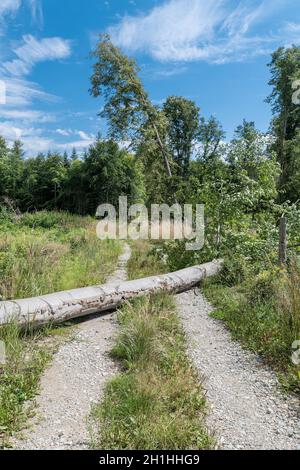 Closeup of fallen beech trunk blocking rural dirt road by spruce forest. Problem on way. Dangerous tilted linden or lying tree on path. Nature damage. Stock Photo