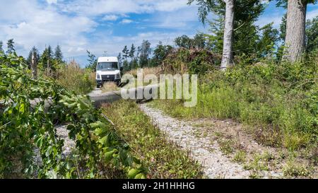 Van auto on impassable dirt road with lying beech trunk fallen in a gale. Uprooted tree blocking a forest way with white car Nature disaster aftermath. Stock Photo