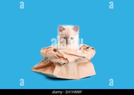 Funny kitten hiding in paper bag isolated on color blue background with copy space. Beautiful fluffy white cat Climbs out food delivery bag. Cat joke Stock Photo