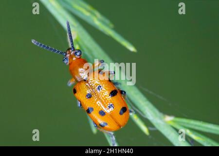 Crioceris duodecimpunctata or Spotted Asparagus Beetle is a species of shining leaf beetles from the family Chrysomelidae, subfamily Criocerinae. Stock Photo