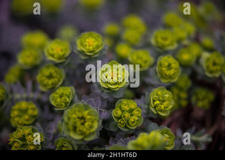 Bush of Myrtle Spurge Euphorbia Myrsinites Stock Photo