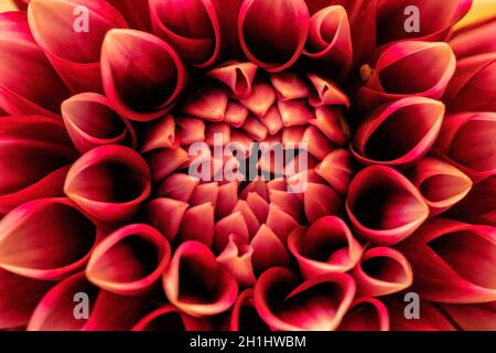 A macro photograph of the center of a red and white dahlia flower Stock Photo
