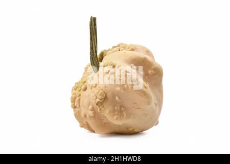 Cream colored ornamental gourd pumpkin with warted skin on white background Stock Photo