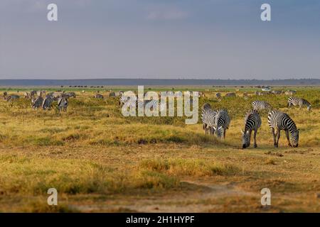 Plains Zebra - Equus quagga formerly Equus burchellii, also common zebra, most common and widespread species of zebra, black and white stripes in sava Stock Photo