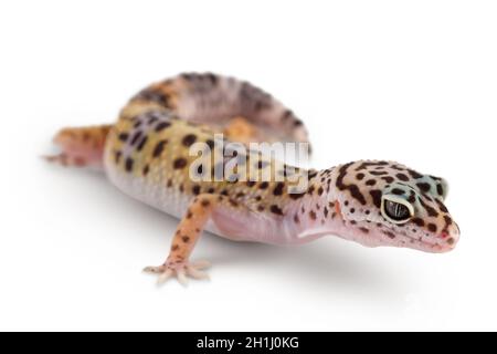 Leopard gecko or Eublepharis macularius isolated on white background with clipping path and full depth of field Stock Photo