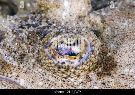 Closeup shot of a winter flounders eye in Stellwagen Bank National Marine Sanctuary. Stock Photo