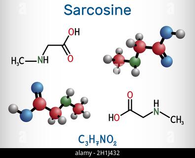 Sarcosine, N-methylglycine, N-alkylglycine molecule. It is amino acid derivative, conjugate acid of sarcosinate. Structural chemical formula and molec Stock Vector
