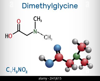 Dimethylglycine, DMG, molecule. It is derivative of the amino acid glycine. Structural chemical formula and molecule model. Vector illustration Stock Vector