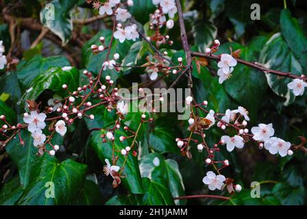 Fruit tree in bloom in early spring, Petaluma, California Stock Photo